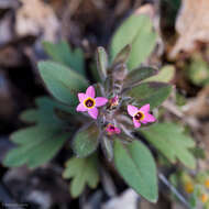 Image of serpentine collomia