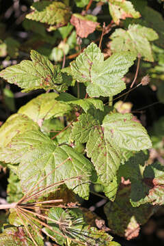 Image of western black currant