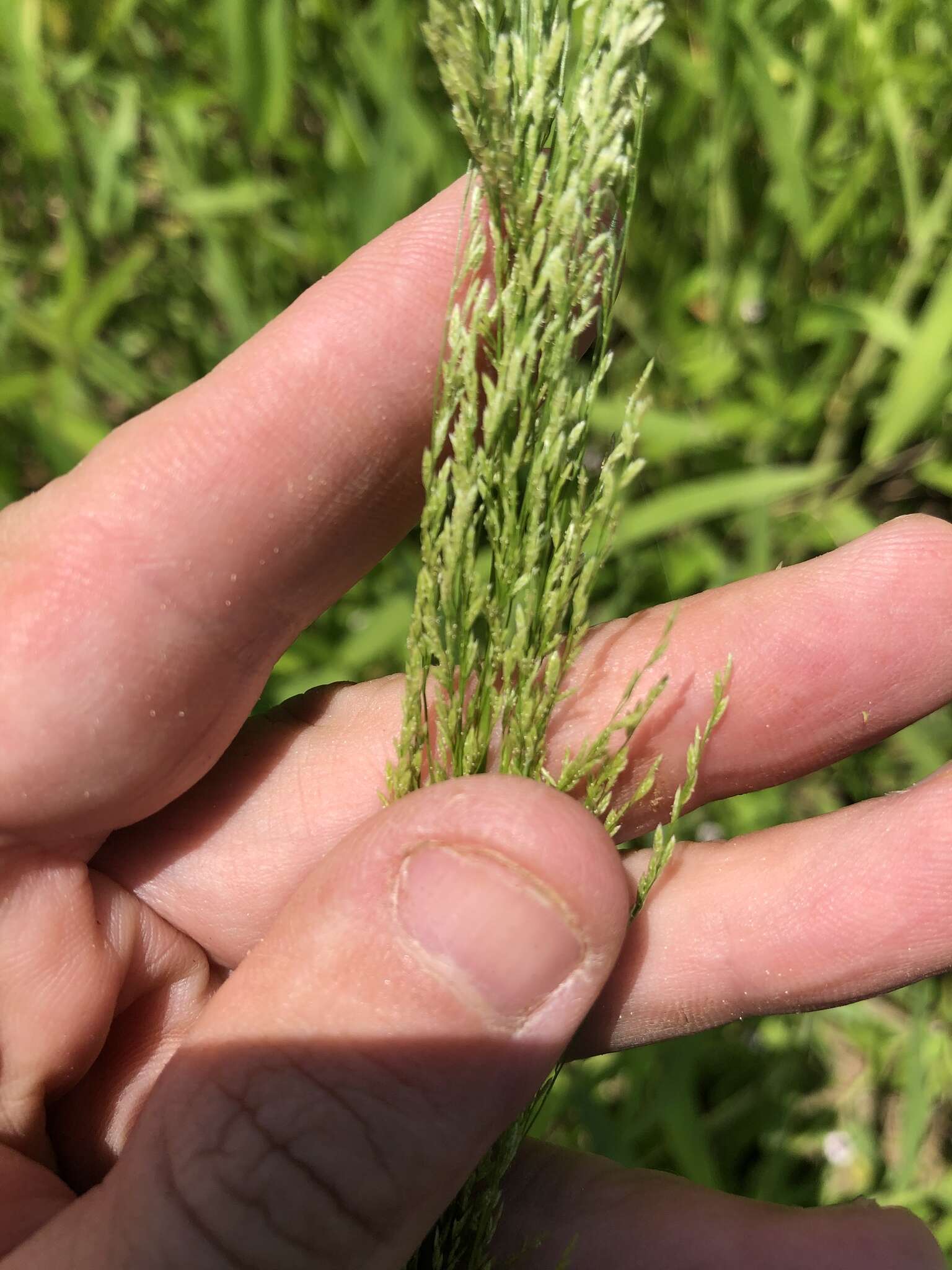 Eragrostis japonica (Thunb.) Trin. resmi