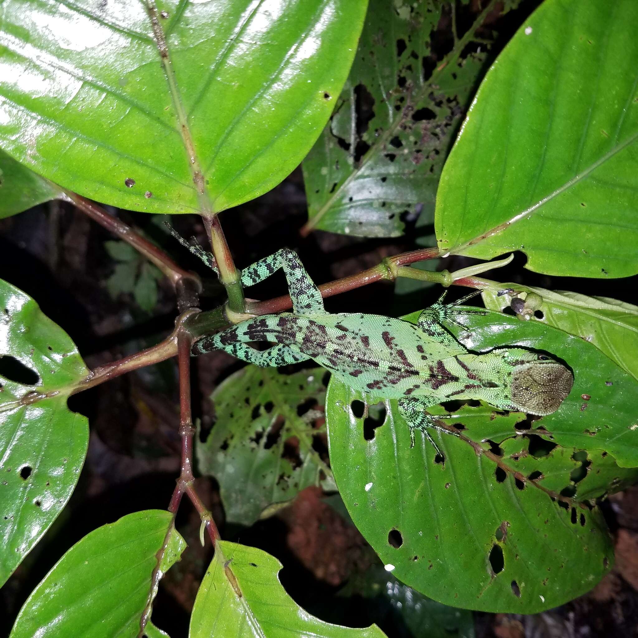 Image of Broad-headed woodlizard