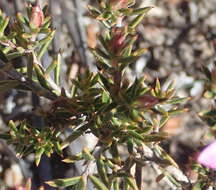 Image of Acmadenia maculata I. Williams