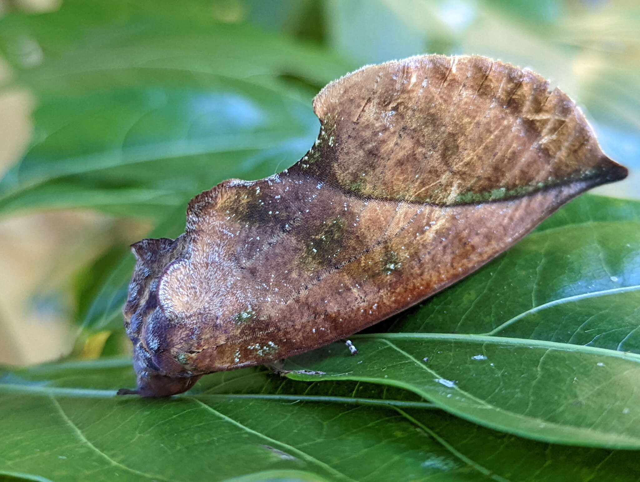 Image of Eudocima aurantia (Moore 1877)