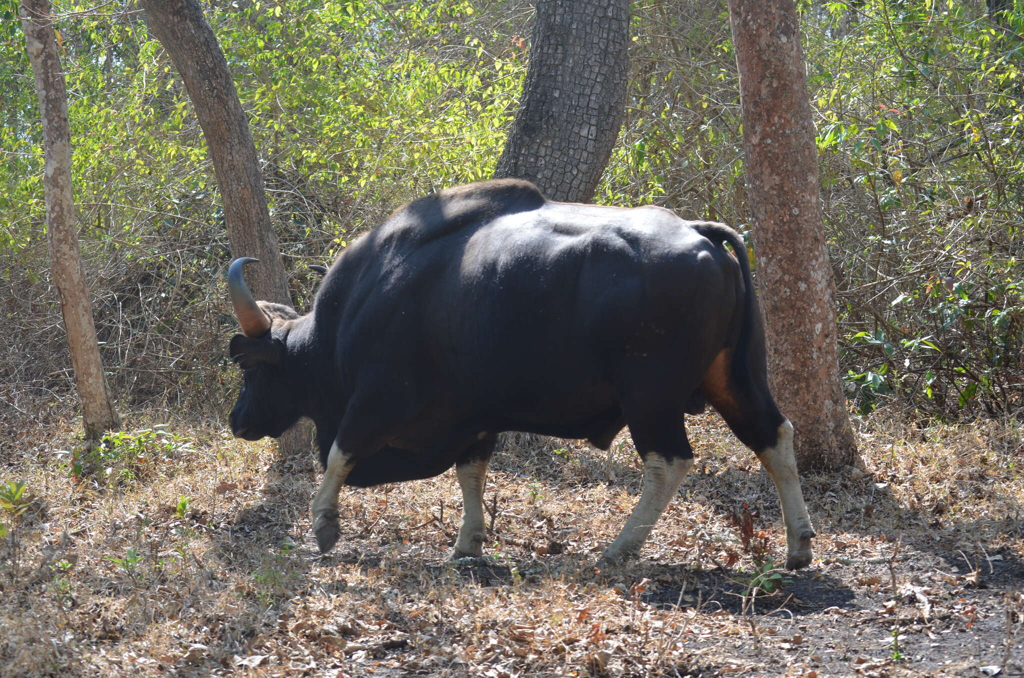 Image of Gaur