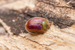 Image of Rainbow tortoise beetle