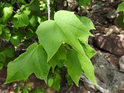 Jatropha malacophylla Standl.的圖片