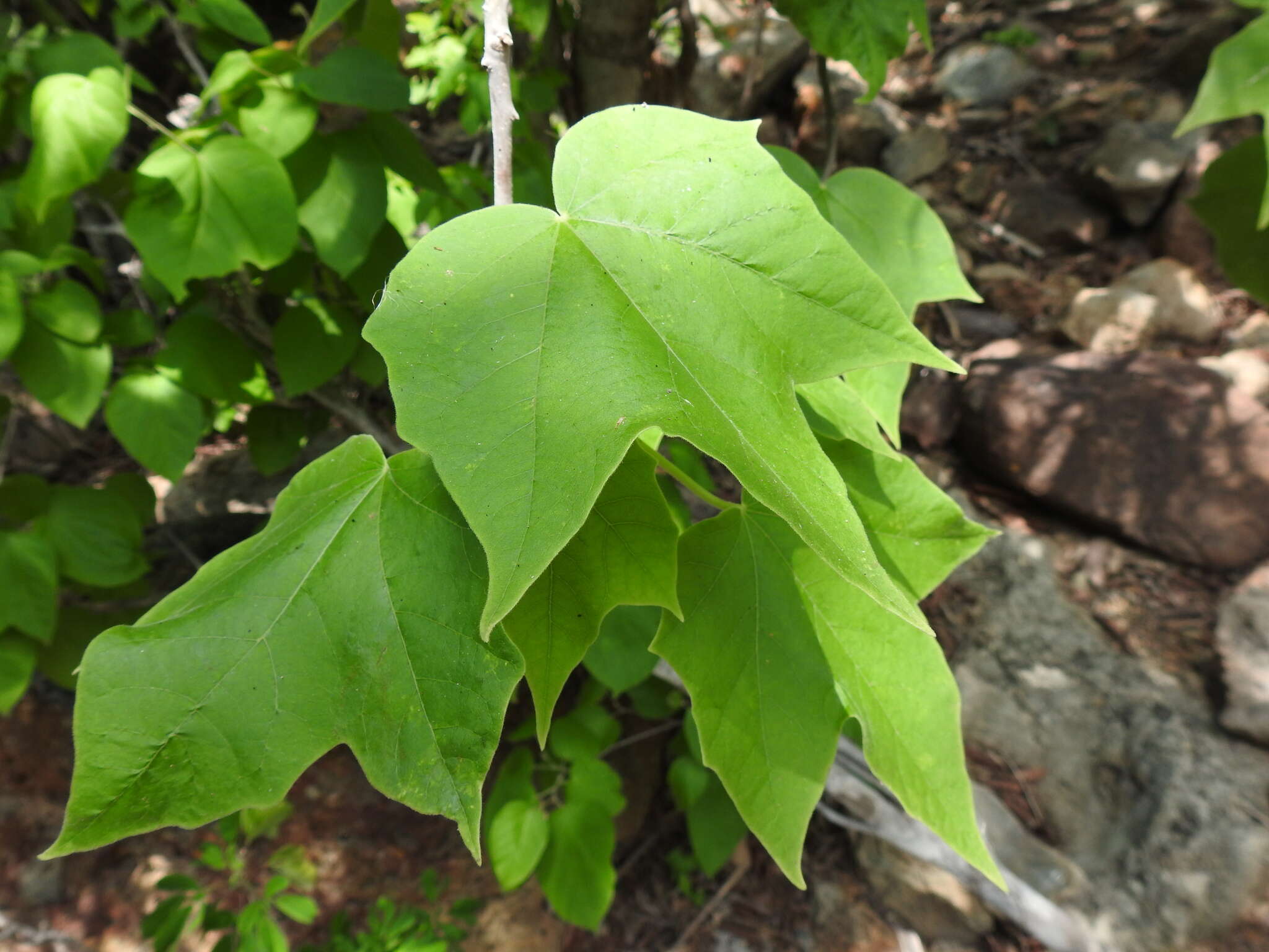 Sivun Jatropha malacophylla Standl. kuva