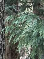 Image of Lawson's Cypress