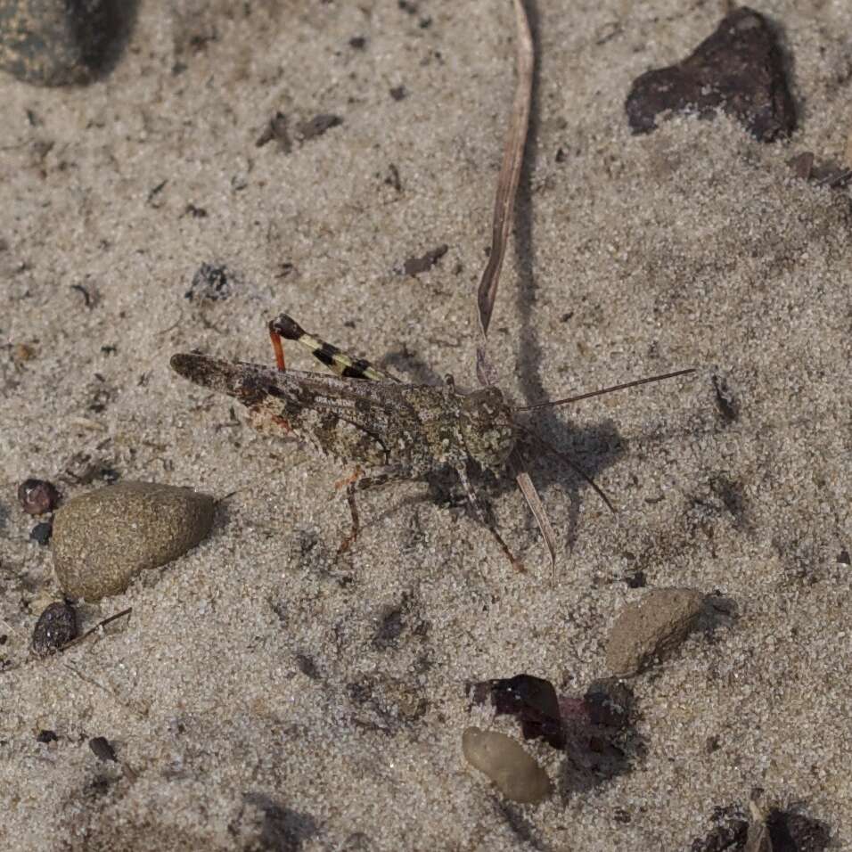 Image of Mottled Sand Grasshopper