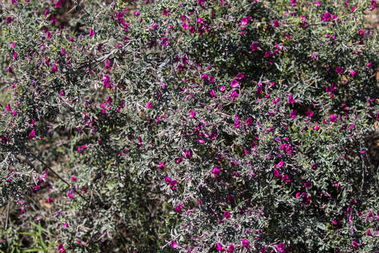 Plancia ëd Pickeringia montana var. tomentosa (Greene) I. M. Johnst.