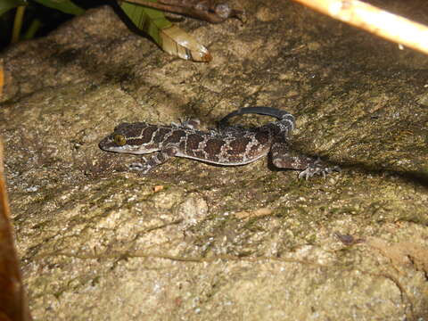 Image of Borneo Bow-fingered Gecko
