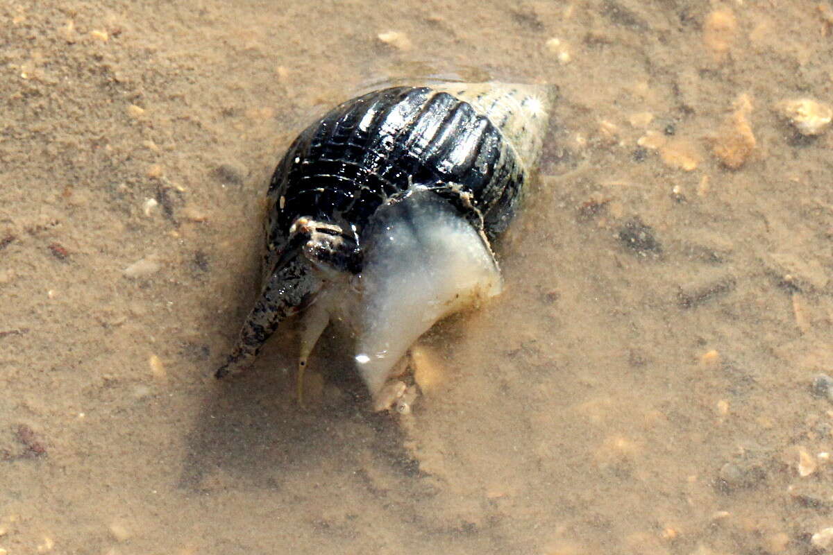 Image of Nassarius pullus (Linnaeus 1758)