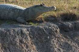 Image of Common Caiman