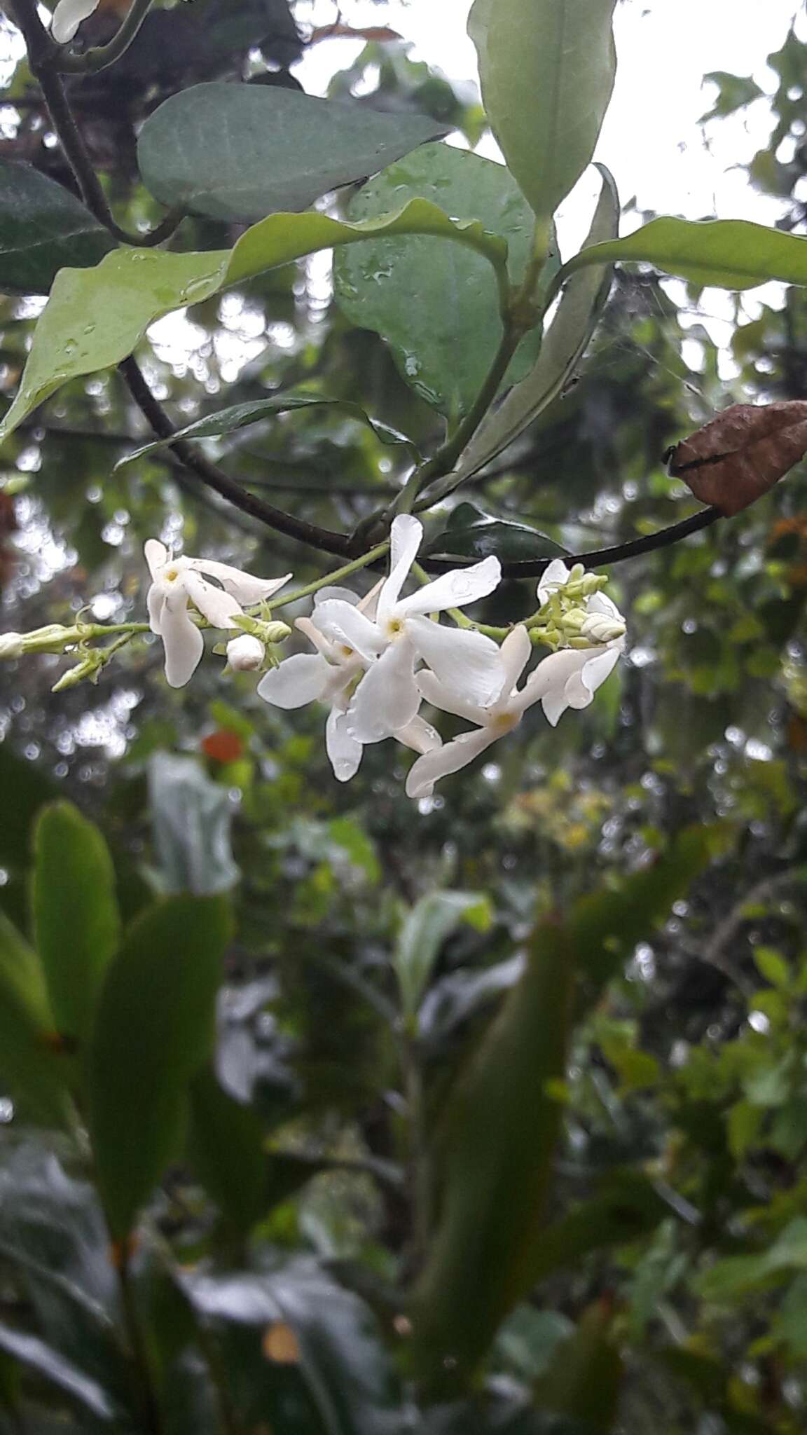 Plancia ëd Trachelospermum jasminoides (Lindl.) Lem.