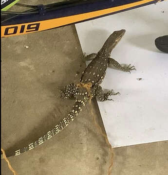 Image of Marbled Water Monitor