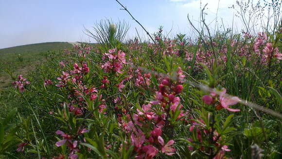 Imagem de Prunus tenella Batsch