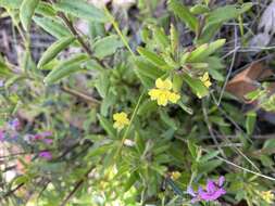 Image of Goodenia heterophylla Sm.