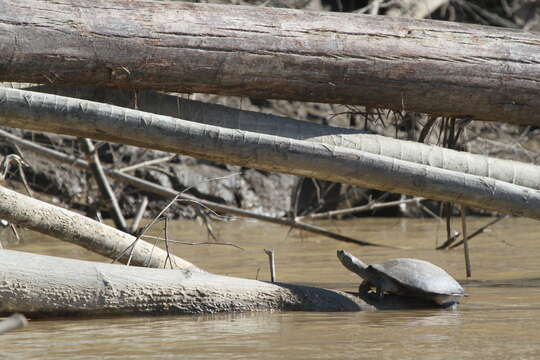 Image of Arrau River Turtle