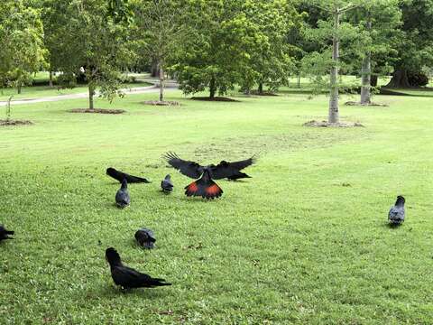 Image of Red-tailed Black-Cockatoo