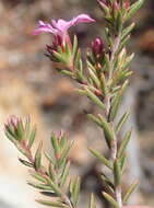 Image of Acmadenia maculata I. Williams