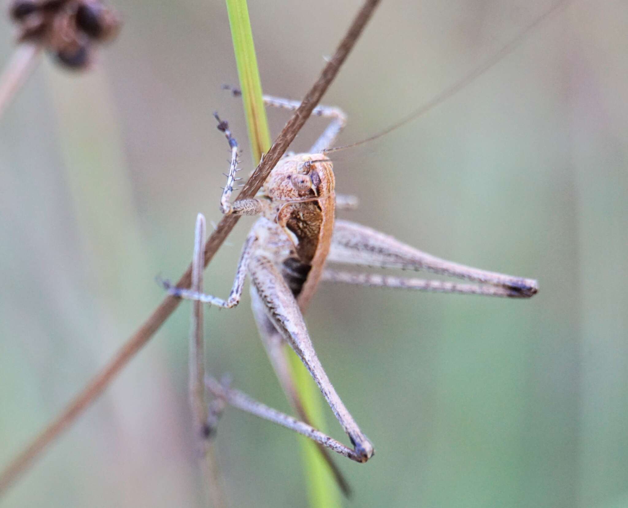 Слика од Rhacocleis germanica (Herrich-Schäffer 1840)