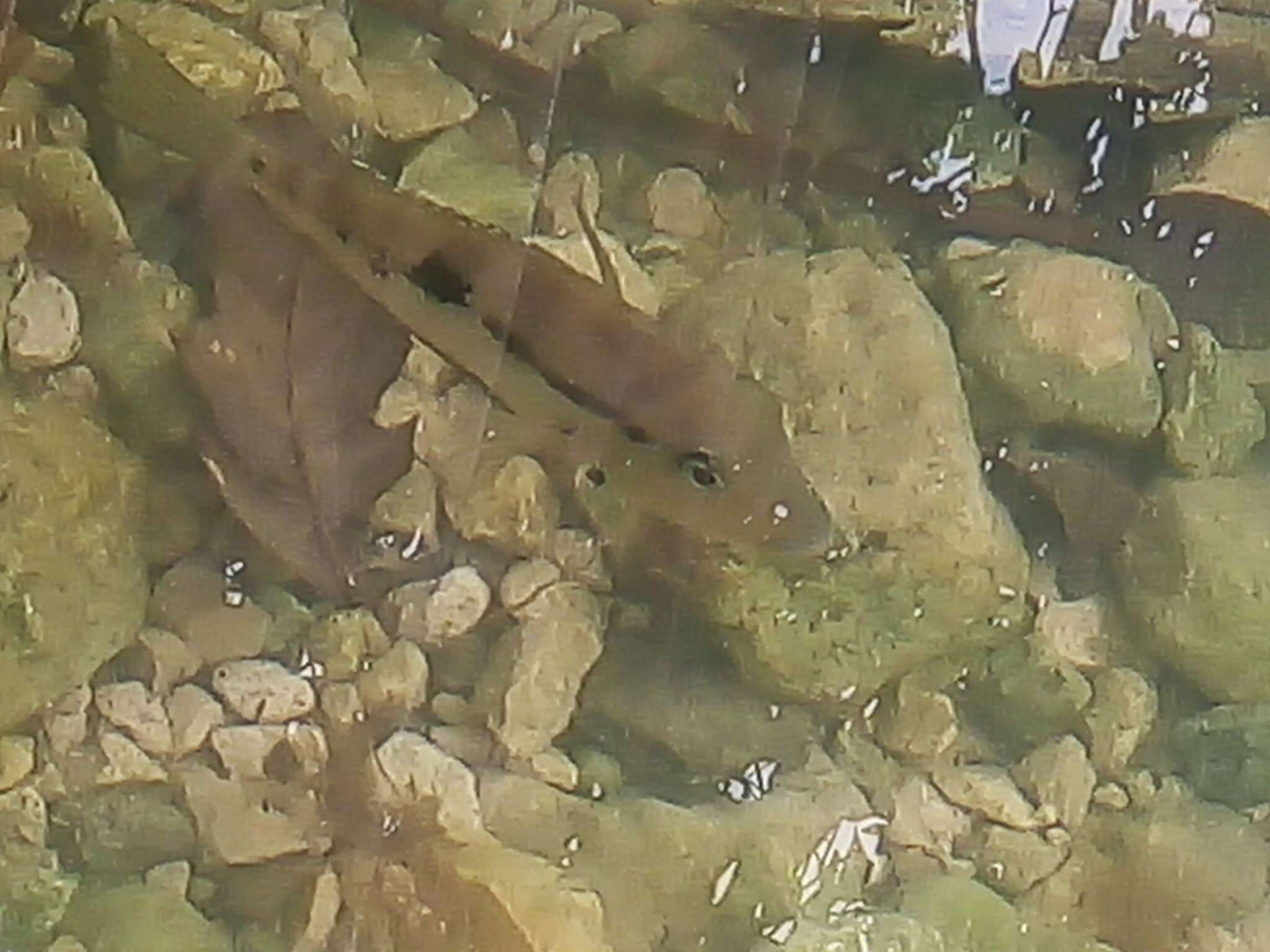 Image of Golden cichlid