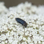 Image of Acmaeoderella villosula (Steven 1830)