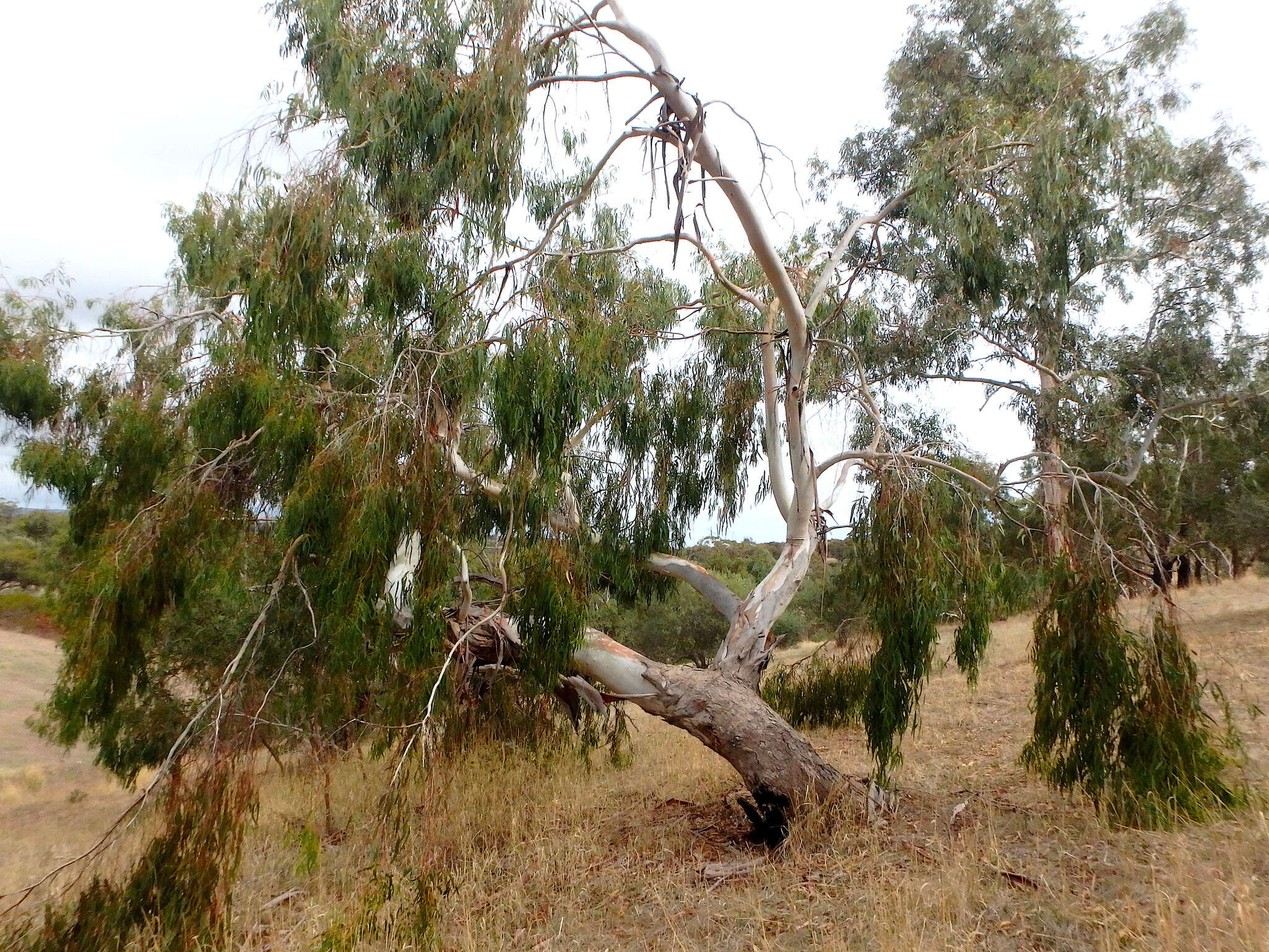 Image of Eucalyptus viminalis subsp. viminalis