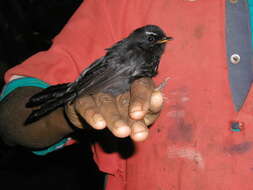 Image of Black Fantail