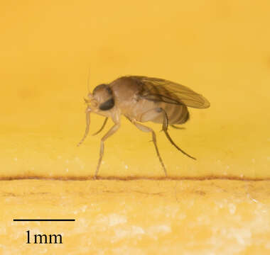 Image of Scuttle fly