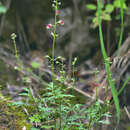 Scrophularia olympica Boiss. resmi
