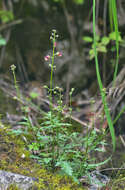 Image of Scrophularia olympica Boiss.