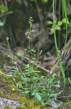 Image of Scrophularia olympica Boiss.