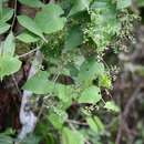 Sivun Sicydium tamnifolium (Kunth) Cogn. kuva