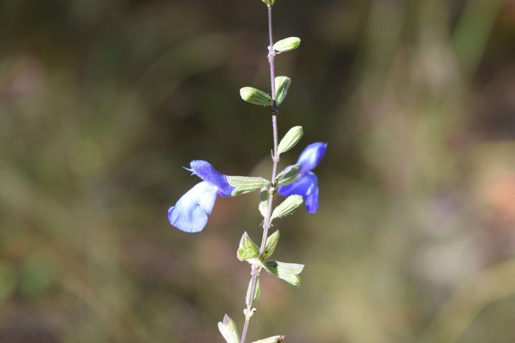 Image of <i>Salvia <i>azurea</i></i> subsp. azurea