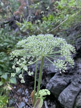 Image of Charleston Mountain angelica