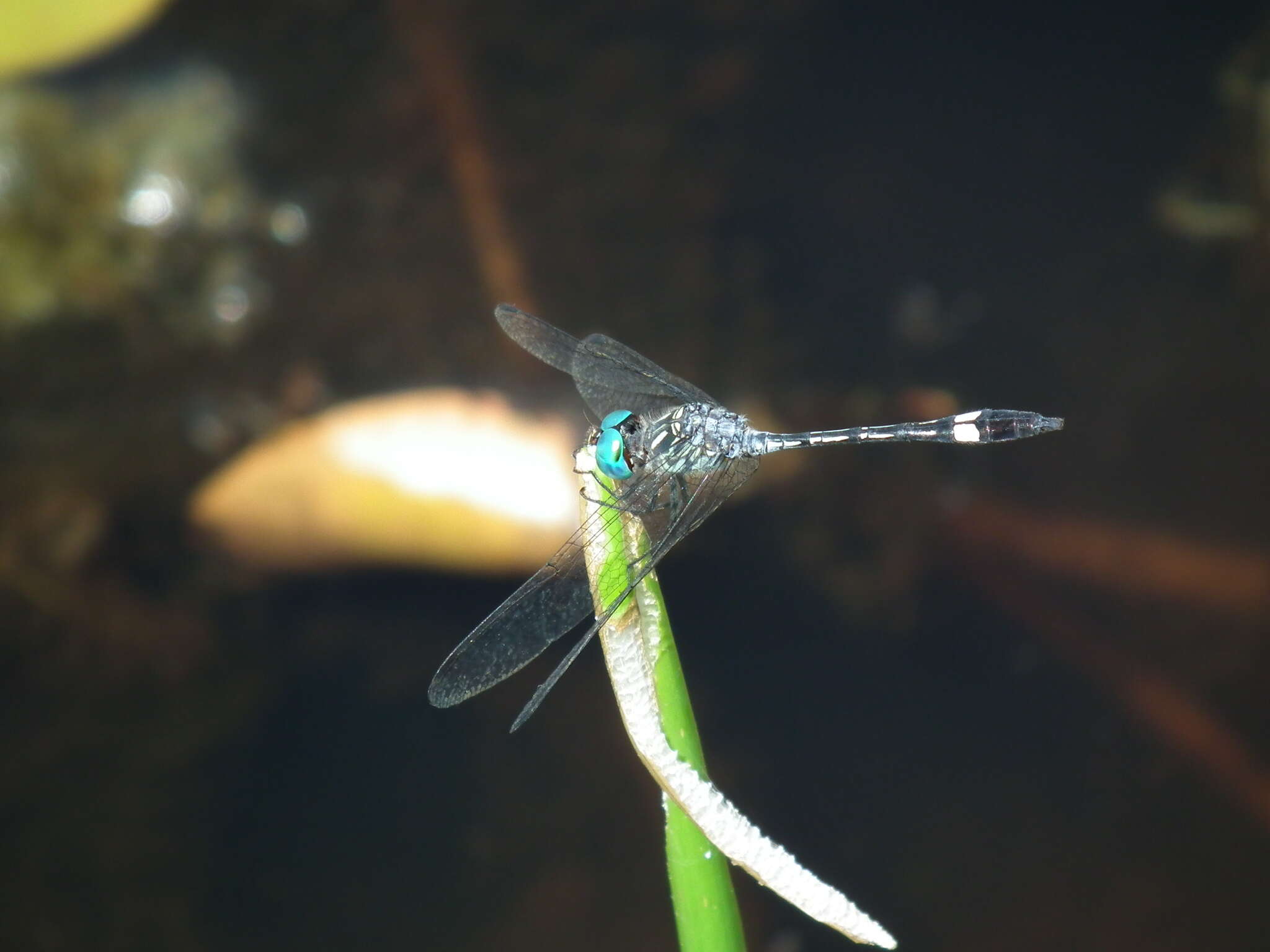 Imagem de Micrathyria ocellata Martin 1897