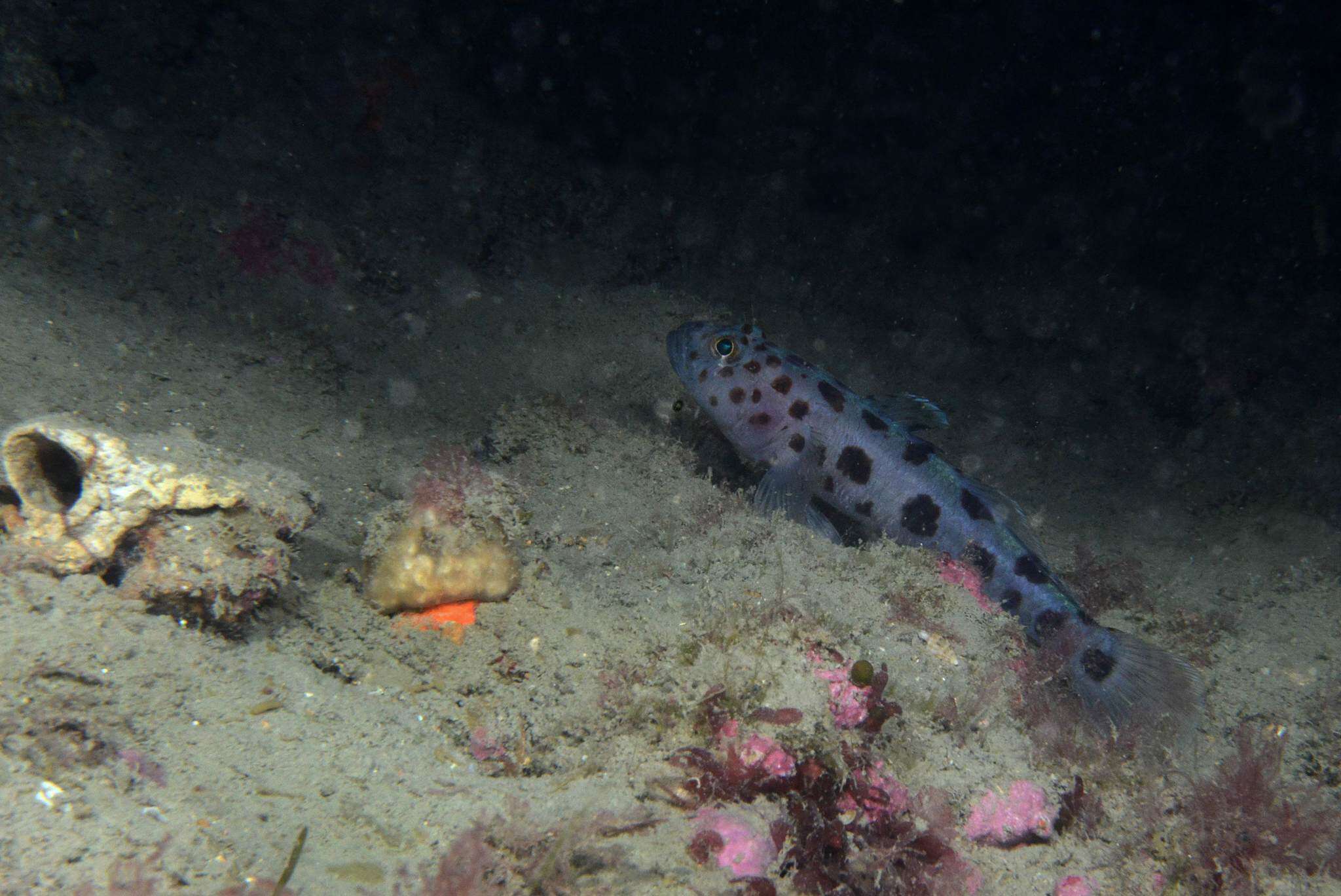 صورة Thorogobius ephippiatus (Lowe 1839)