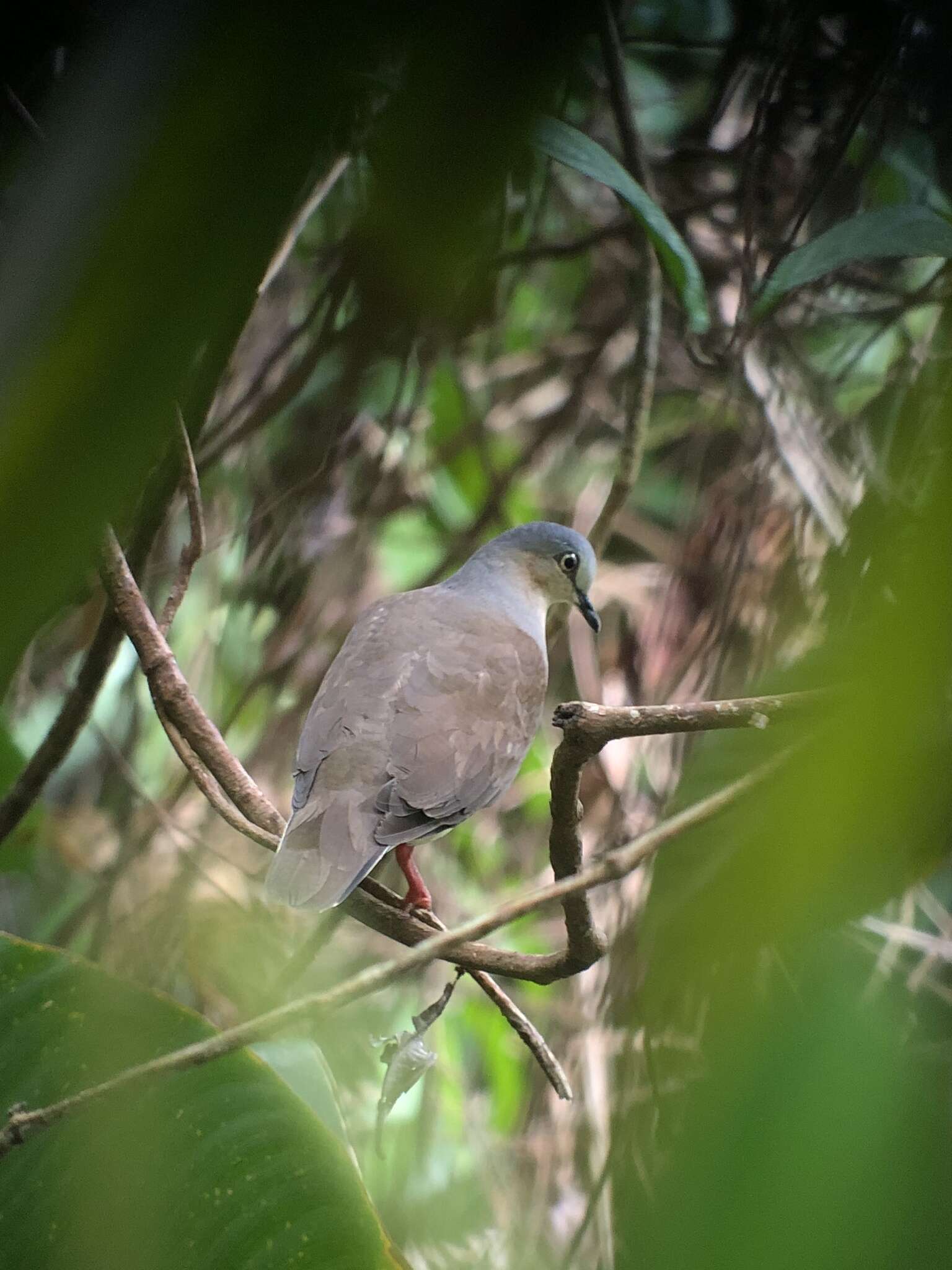Image of Gray-headed Dove