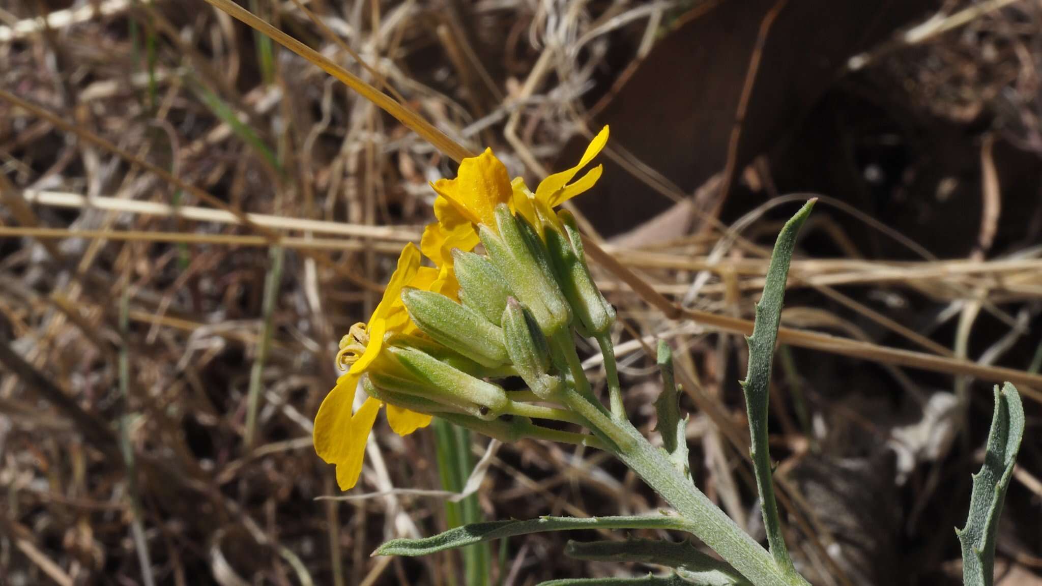 Слика од Erysimum capitatum var. capitatum