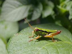 Imagem de Micropodisma salamandra (Fischer 1853)