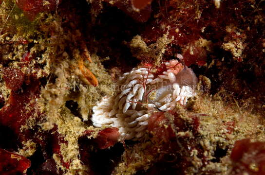 Image de Aeolidiella glauca (Alder & Hancock 1845)