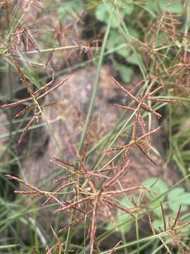 Imagem de Cyperus fulgens C. B. Clarke