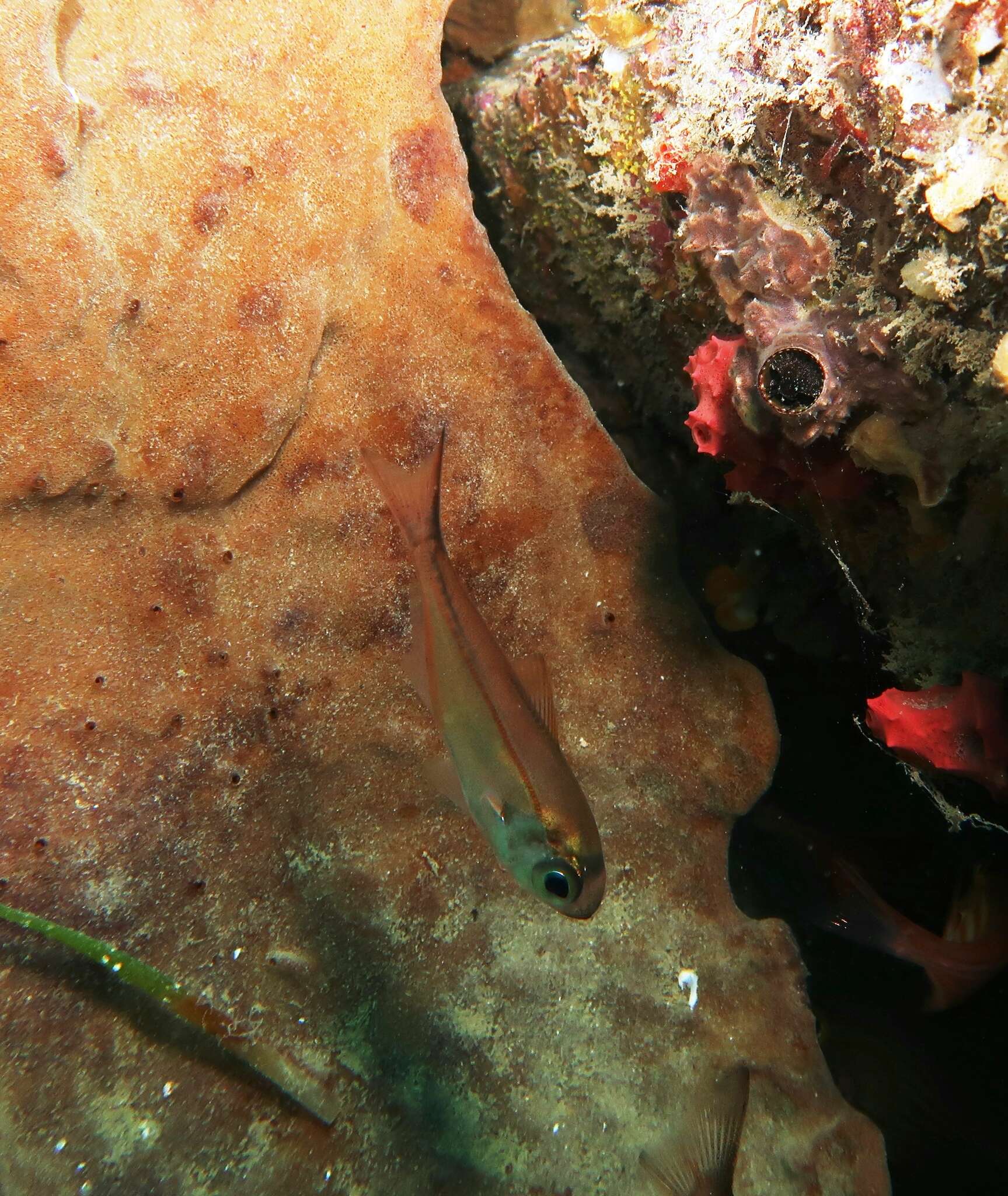 صورة Parapriacanthus elongatus (McCulloch 1911)