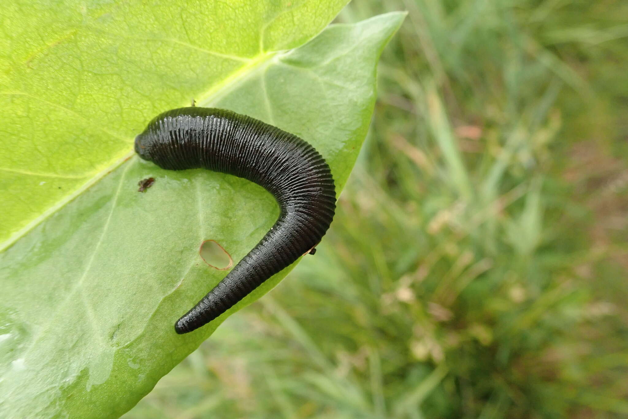 Image de Haemopis sanguisuga (Linnaeus 1758)