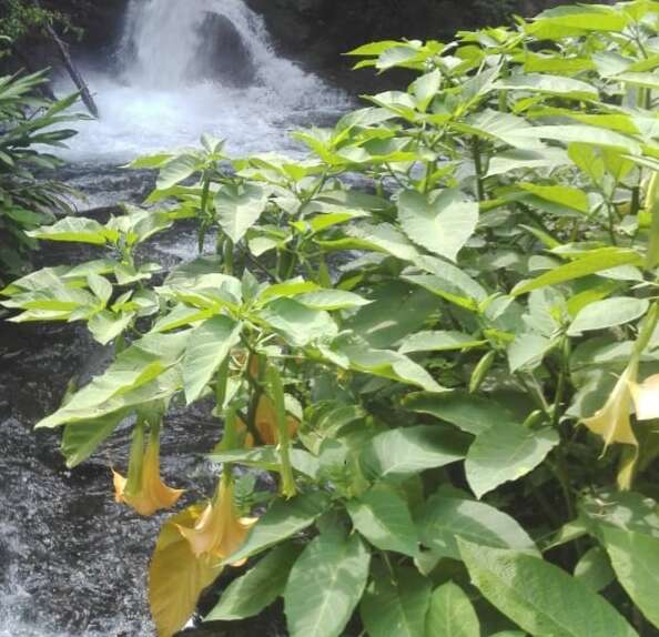 Image de Brugmansia insignis (Barb-Rodr.) T. E. Lockwood ex E. Wade Davis