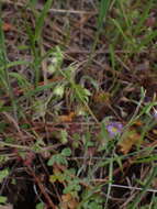 Nemophila breviflora A. Gray resmi