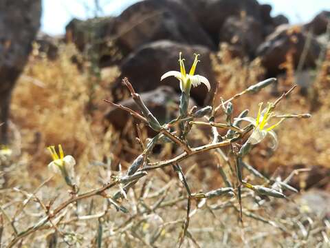 Image of Lactuca orientalis (Boiss.) Boiss.