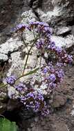 Limonium arboreum (Willd.) Erben, A. Santos & Reyes-Bet. resmi