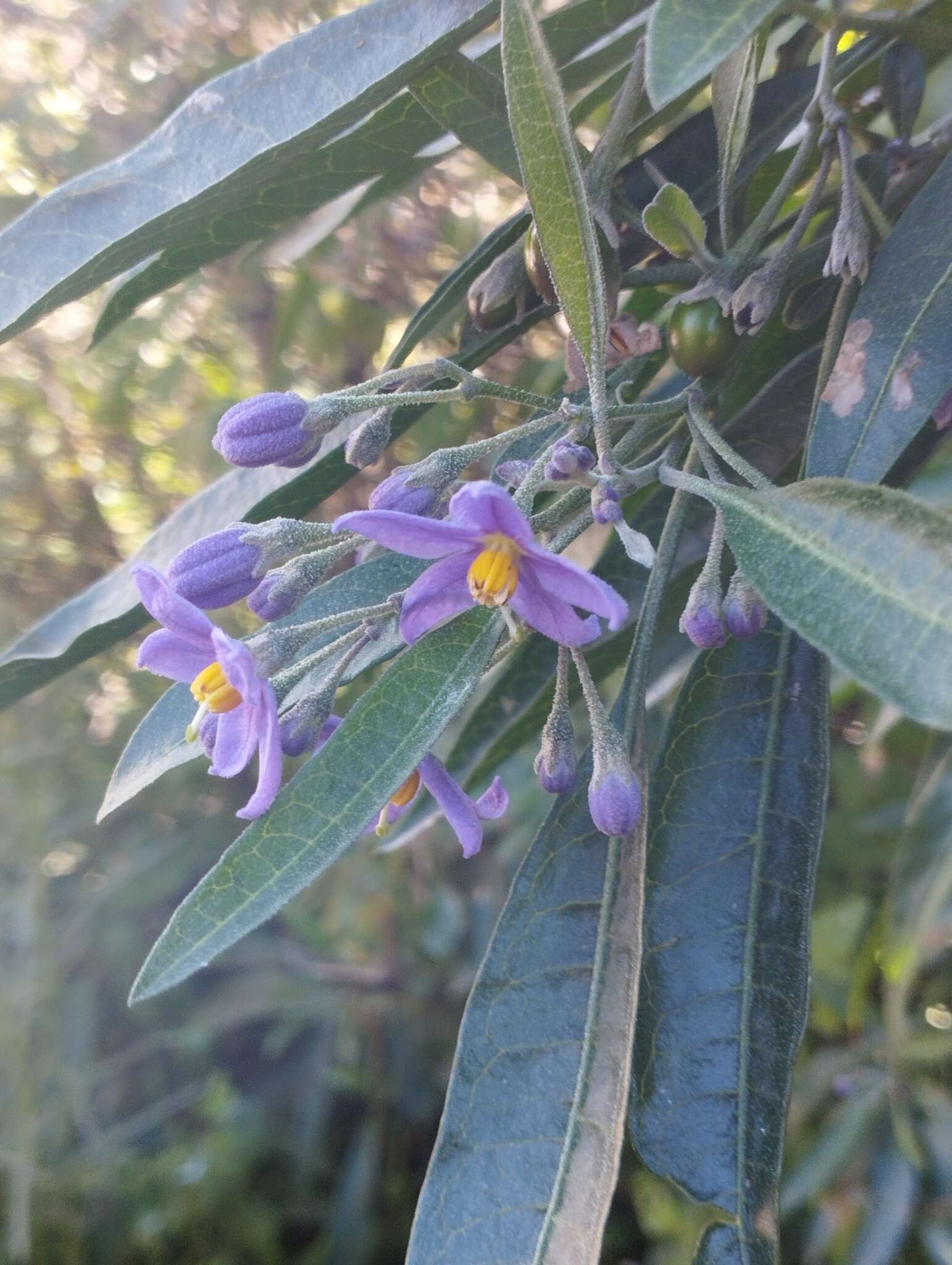 Image of Solanum nitidum Ruiz & Pav.