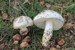 Image of Saproamanita singeri (Bas) Redhead, Vizzini, Drehmel & Contu 2016